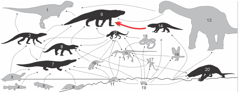 Illustration for article titled Ready For Some Croc-on-Croc Violence? Cretaceous Crocs Ate Each Other